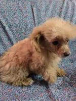 Beatrice tiny toy poodle akc female, a female Poodle - Toy  for sale in Votaw, TX – 1 of 4
