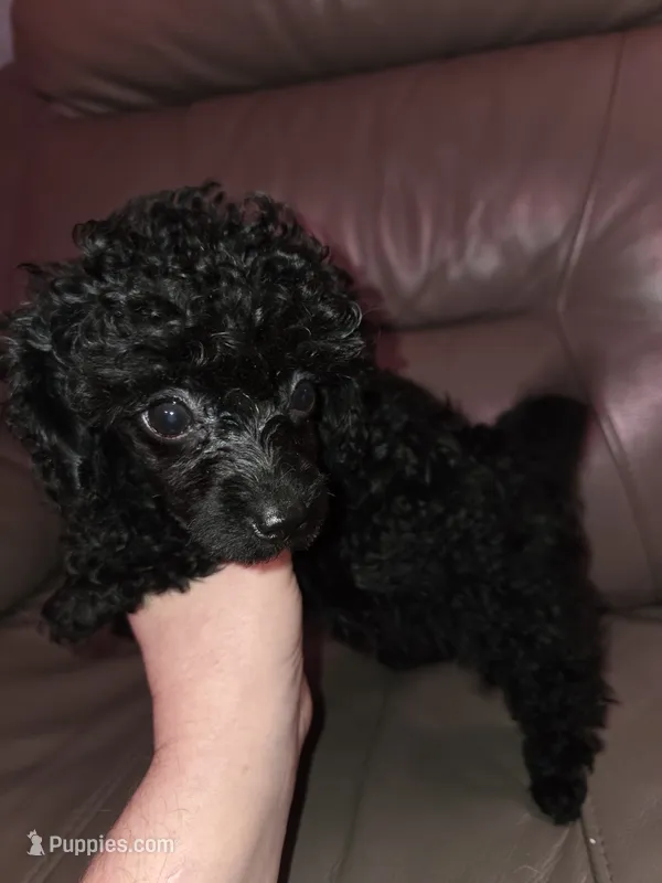 Black male toy poodle akc – Poodle - Toy  puppy for sale in Votaw, TX