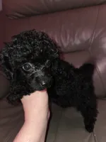 Black male toy poodle akc, a male Poodle - Toy  for sale in Votaw, TX – 1 of 4