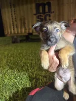 Charlie B. Barkin, a male Belgian Malinois and German Shepherd Dog for sale in Votaw, TX – 5 of 7
