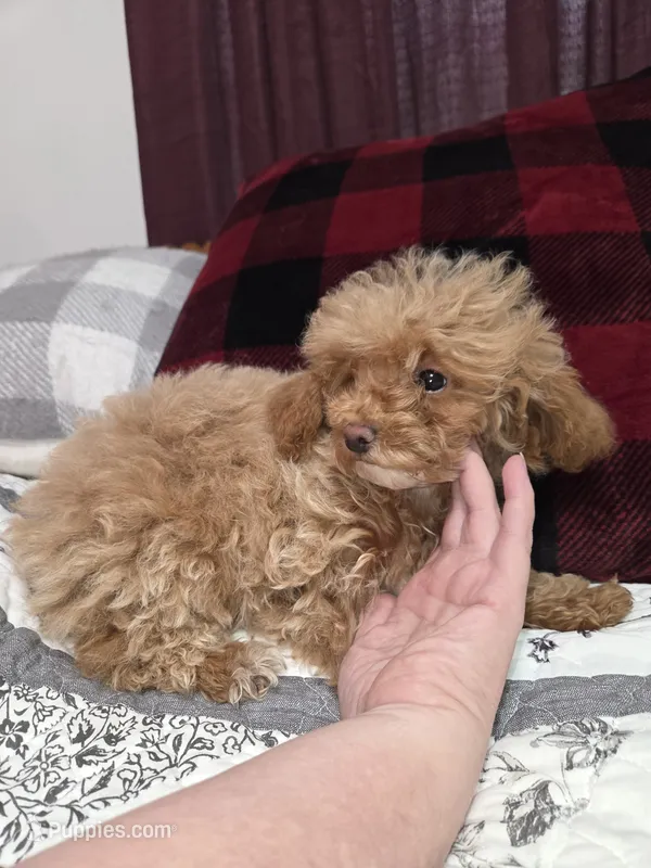 Beatrice tiny toy poodle akc female – Poodle - Toy  puppy for sale in Votaw, TX