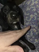 Baby - Brindle black and red female mini doxie, a female Miniature Dachshund for sale in Votaw, TX – 3 of 5