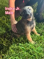 Indra Jr , a male Belgian Malinois and German Shepherd Dog for sale in Votaw, TX – 2 of 4