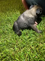 Boy-O, a male Belgian Malinois and German Shepherd Dog for sale in Votaw, TX – 2 of 2
