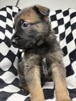Indra Jr., a male Belgian Malinois and German Shepherd Dog for sale in Votaw, TX – 3 of 10