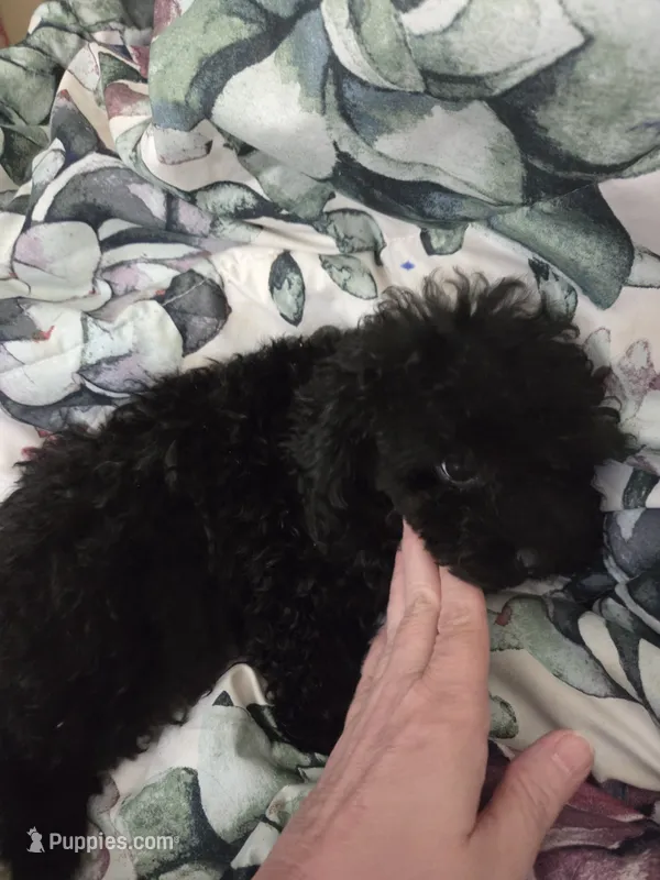 Black male toy poodle akc – Poodle - Toy  puppy for sale in Votaw, TX