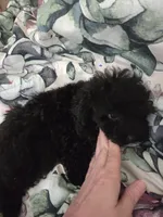 Black male toy poodle akc, a male Poodle - Toy  for sale in Votaw, TX – 5 of 7