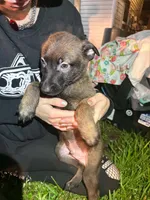 Yugi, a male Belgian Malinois and German Shepherd Dog for sale in Votaw, TX – 4 of 4
