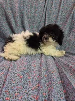 Petunia f1 shihpoo ckc black and white female, a female Shihpoo for sale in Votaw, TX – 2 of 4