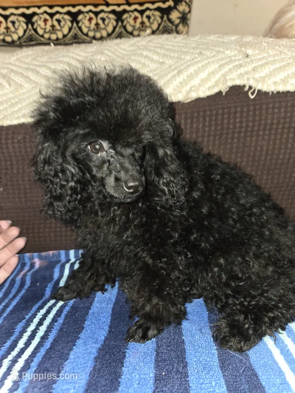Black male toy poodle akc limited – Poodle - Toy  puppy for sale in Votaw, TX