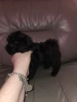 Grace, a female Shihpoo and Poodle - Toy  for sale in Votaw, TX – 3 of 4