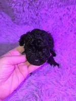 Blue male toy poodle akc, a male Poodle - Toy  for sale in Votaw, TX – Photo 1 of 3