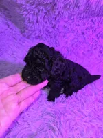 Blue male toy poodle akc, a male Poodle - Toy  for sale in Votaw, TX – Photo 2 of 3