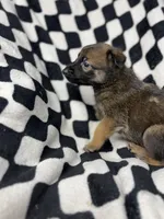Charlie B. Barkin, a male Belgian Malinois and German Shepherd Dog for sale in Votaw, TX – 3 of 7