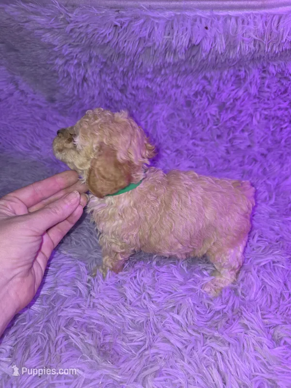 Cream male – Poodle - Toy  puppy for sale in Votaw, TX