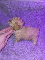 Cream male, a male Poodle - Toy  for sale in Votaw, TX – 1 of 2