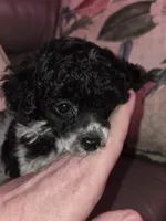 Paisley akc tiny toy poodle, a female Poodle - Toy  for sale in Votaw, TX – Photo 2 of 3