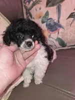 Paisley akc tiny toy poodle, a female Poodle - Toy  for sale in Votaw, TX – Photo 3 of 3