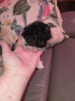 Paisley akc tiny toy poodle, a female Poodle - Toy  for sale in Votaw, TX – Photo 1 of 3