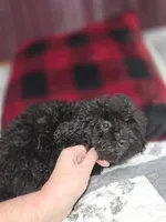 Black male toy poodle akc, a male Poodle - Toy  for sale in Votaw, TX – 4 of 7