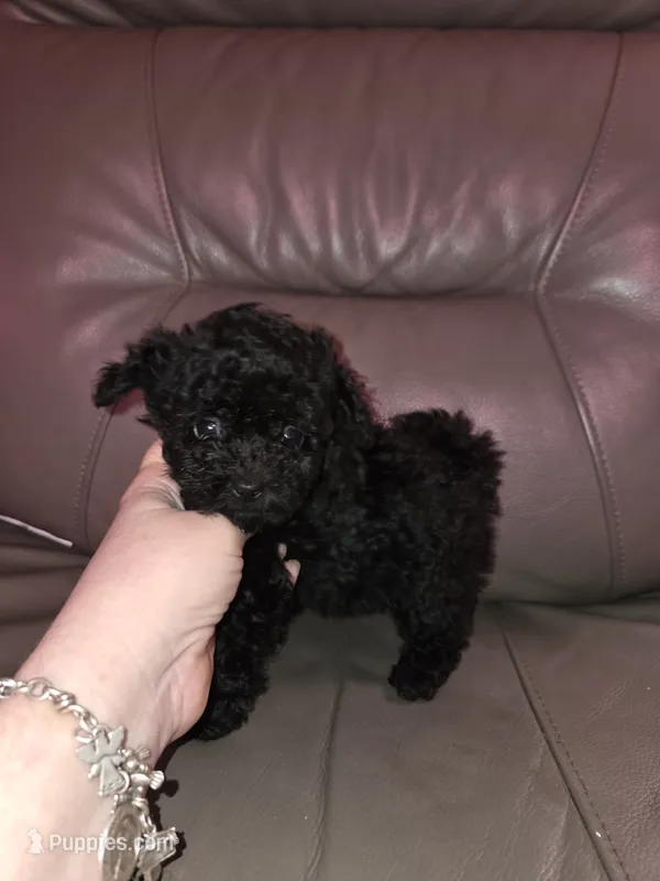 Grace – Shihpoo, Poodle - Toy  puppy for sale in Votaw, TX