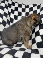 Indra Jr., a male Belgian Malinois and German Shepherd Dog for sale in Votaw, TX – 7 of 10