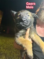 Gaara, a male Belgian Malinois and German Shepherd Dog for sale in Votaw, TX – 2 of 3