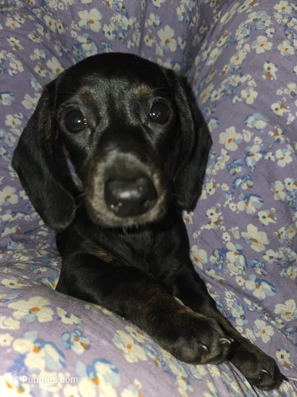 Baby - Brindle black and red female mini doxie – Miniature Dachshund puppy for sale in Votaw, TX