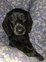 Baby - Brindle black and red female mini doxie, a female Miniature Dachshund for sale in Votaw, TX – 1 of 5
