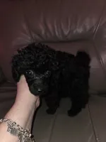 Black male toy poodle akc, a male Poodle - Toy  for sale in Votaw, TX – 4 of 4
