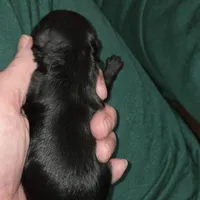 F1b black shihpoo ckc boy, a male Shihpoo and Poodle - Toy  for sale in Votaw, TX – Photo 6 of 8