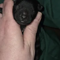 F1b black shihpoo ckc boy, a male Shihpoo and Poodle - Toy  for sale in Votaw, TX – Photo 3 of 8