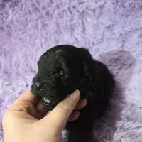 F1b black shihpoo ckc boy, a male Shihpoo and Poodle - Toy  for sale in Votaw, TX – Photo 5 of 8