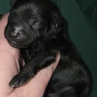 F1b black shihpoo ckc boy, a male Shihpoo and Poodle - Toy  for sale in Votaw, TX – Photo 4 of 8