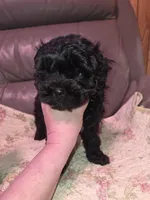 F1b black shihpoo ckc boy, a male Shihpoo and Poodle - Toy  for sale in Votaw, TX – Photo 1 of 8