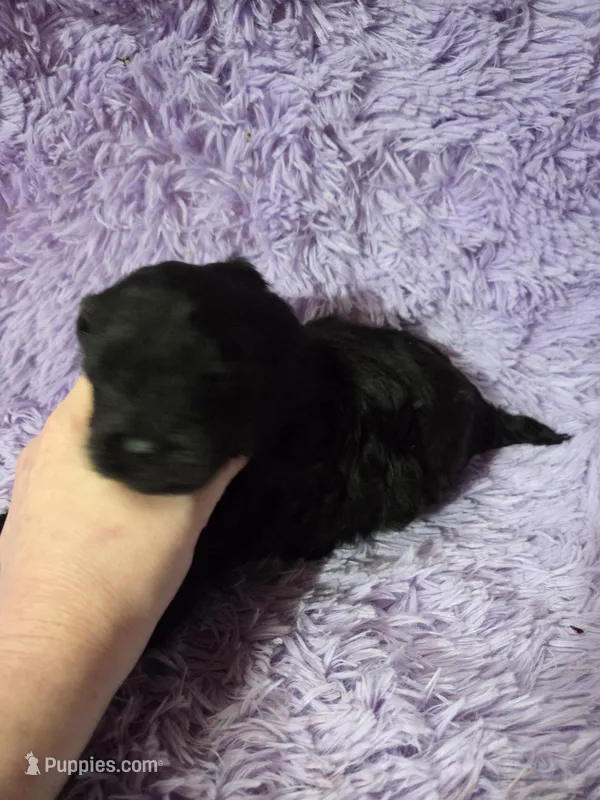 F1b black shihpoo ckc boy