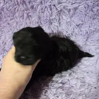 F1b black shihpoo ckc boy, a male Shihpoo and Poodle - Toy  for sale in Votaw, TX – Photo 2 of 8