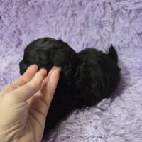 F1b black shihpoo ckc boy, a male Shihpoo and Poodle - Toy  for sale in Votaw, TX – Photo 8 of 8