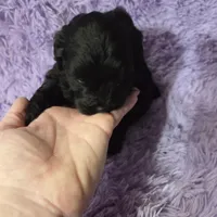 F1b black shihpoo ckc boy, a male Shihpoo and Poodle - Toy  for sale in Votaw, TX – Photo 7 of 8