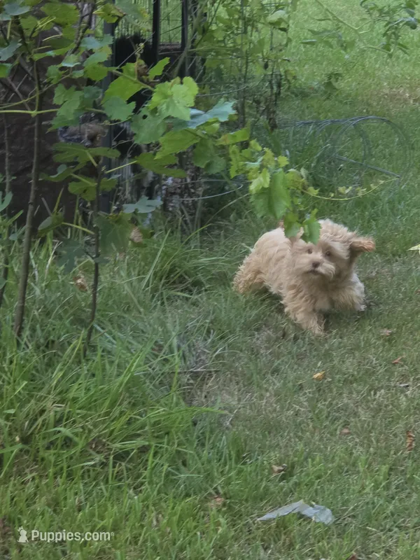 f1b male shihpoo – Shihpoo, Poodle - Toy  puppy for sale in Votaw, TX