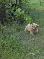 f1b male shihpoo, a male Shihpoo and Poodle - Toy  for sale in Votaw, TX – 1 of 2