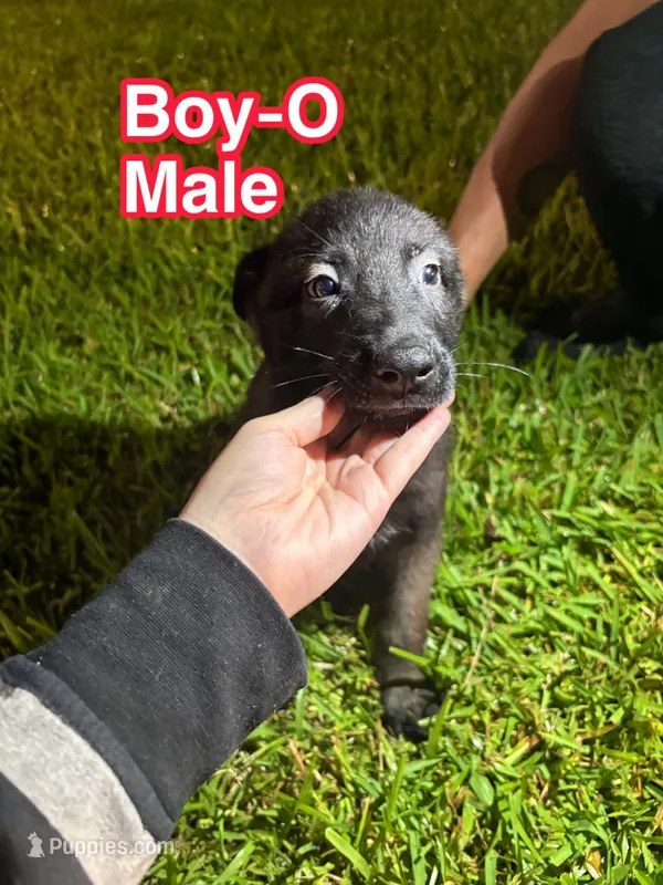 Boy-O – Belgian Malinois, German Shepherd Dog puppy for sale in Votaw, TX
