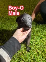 Boy-O, a male Belgian Malinois and German Shepherd Dog for sale in Votaw, TX – 1 of 2