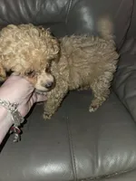 boy dark apricot akc limited toy poodle, a male Poodle - Toy  for sale in Votaw, TX – 3 of 6