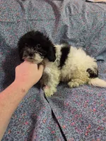 Petunia f1 shihpoo ckc black and white female, a female Shihpoo for sale in Votaw, TX – 4 of 4