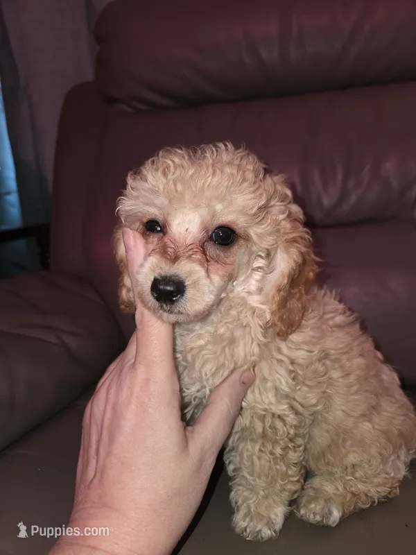 Cream male – Poodle - Toy  puppy for sale in Votaw, TX