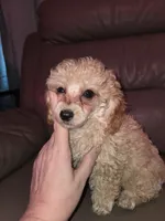 Cream male akc limited toy poodle, a male Poodle - Toy  for sale in Votaw, TX – 1 of 7