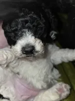 processed/ebf5442d-1d51-47d6-b3b5-c3fc4f453a58/listing/bf516705-2772-46a3-9d4f-db49a214e6a0/7a1e479e-ef35-43f6-8846-ae3a13b76751