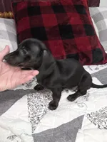 Brindle black and red female mini doxie, a female Miniature Dachshund for sale in Votaw, TX – 2 of 2