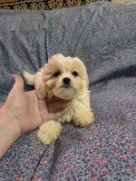Peaches f1 shihpoo ckc apricot and white, a female Shihpoo for sale in Votaw, TX – 5 of 5
